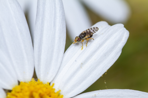 Myopites nigrescens Becker, 1908