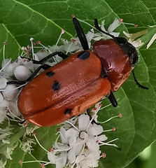 Tituboea sexmaculata