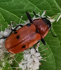 Tituboea sexmaculata