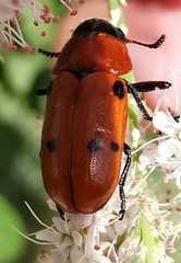 Tituboea sexmaculata