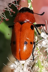 Tituboea sexmaculata