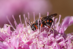 Pseudoanthidium canariense