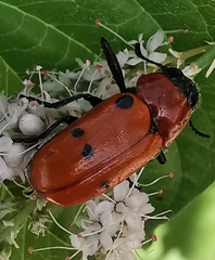 Tituboea sexmaculata