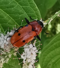 Tituboea sexmaculata