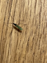 Gnophomyia tristissima