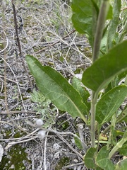Lepidium latifolium