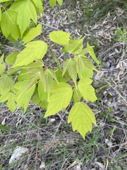 Acer negundo