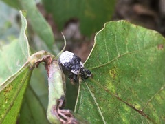 Sternuchopsis trifida