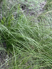 Stipa capillata