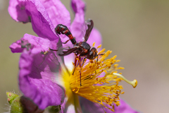 Physocephala biguttata