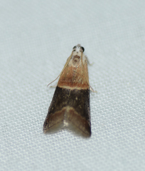 Acrobasis demotella