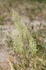 Trisetaria panicea