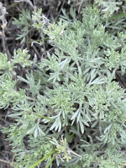 Artemisia austriaca