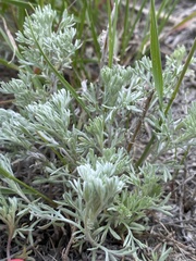 Artemisia austriaca