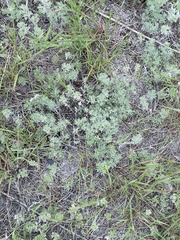 Artemisia austriaca