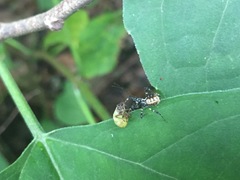 Sphedanolestes impressicollis