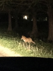 Vulpes vulpes