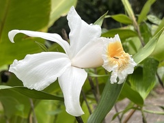 Sobralia chrysostoma