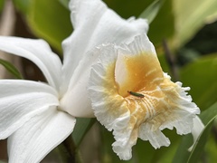 Sobralia chrysostoma
