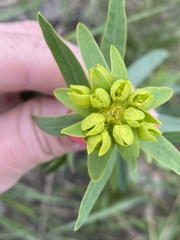 Euphorbia virgata