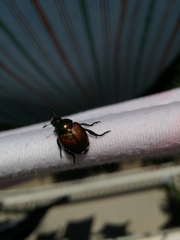 Popillia japonica