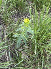 Euphorbia virgata