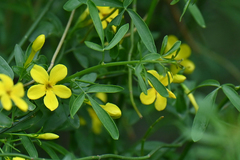 Chrysojasminum fruticans