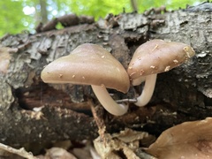 Fungi