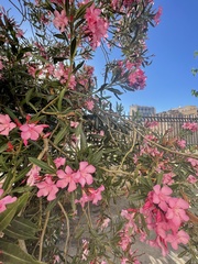 Nerium oleander