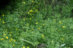 Chrysojasminum fruticans