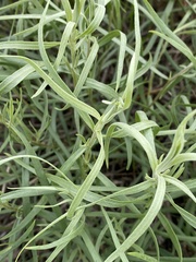 Artemisia dracunculus glauca