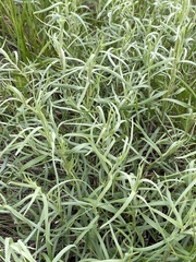 Artemisia dracunculus glauca