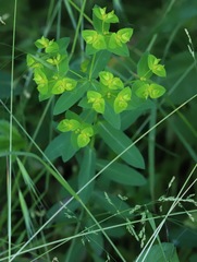 Euphorbia platyphyllos