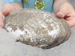 Potamilus amphichaenus