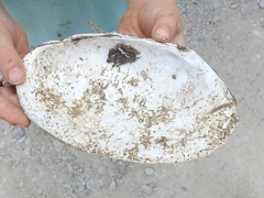 Potamilus amphichaenus