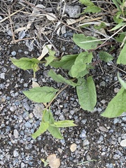 Convolvulus arvensis