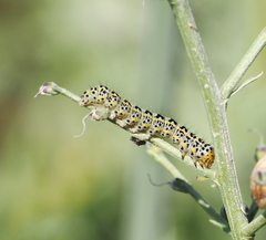 Cucullia scrophulariae