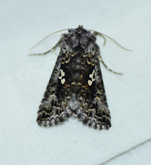Syngrapha alias