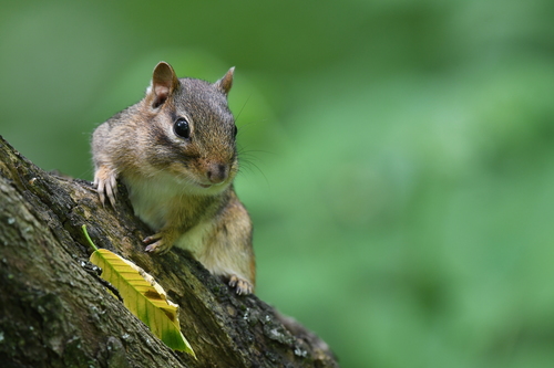 Eastern Chipmunk photographed in Missouri