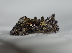 Syngrapha alias