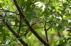Vireo philadelphicus