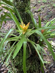 Canistropsis billbergioides