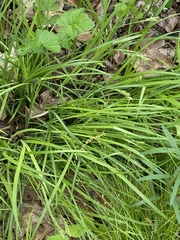 Carex jamesii