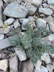 Cymopterus aboriginum