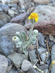 Eriophyllum ambiguum