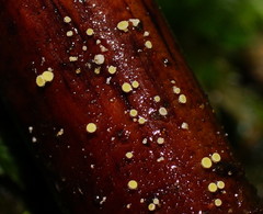 Lachnum pteridophyllum