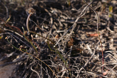 Lepidobolus drapetocoleus