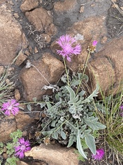 Psephellus turgaicus