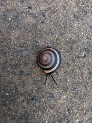 Caracolus