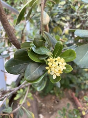 Pittosporum tobira